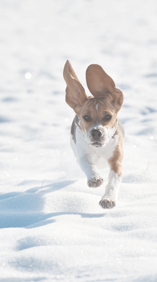 Hund rennt im Schnee